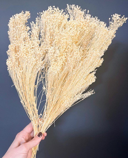 Picture of Dried Broom Bloom Bleached 80g approx